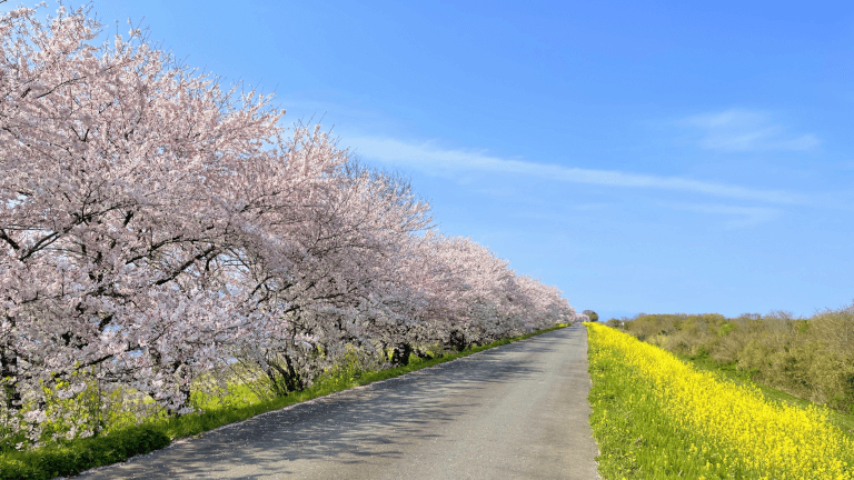 桜