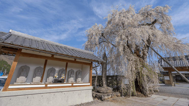 桜と神社