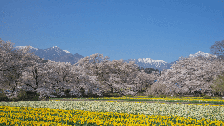 桜の育て方