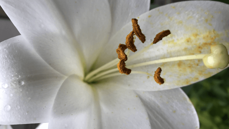 百合と花粉