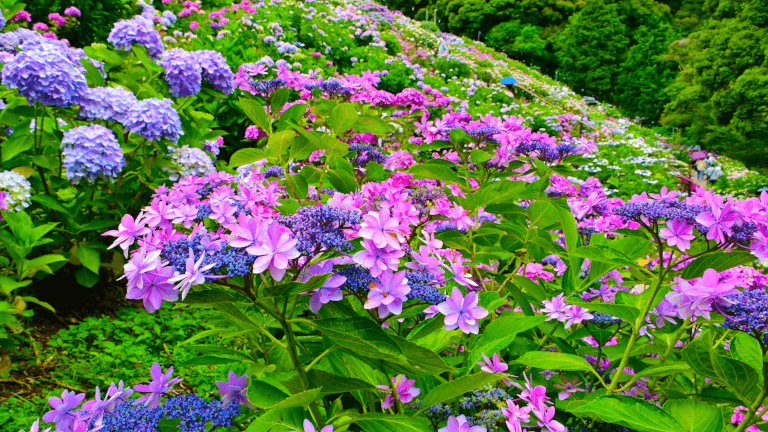 紫陽花の種類