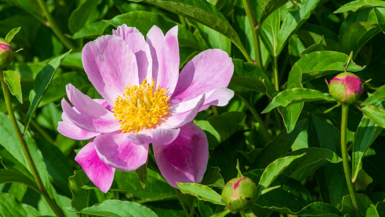 孤独な芍薬