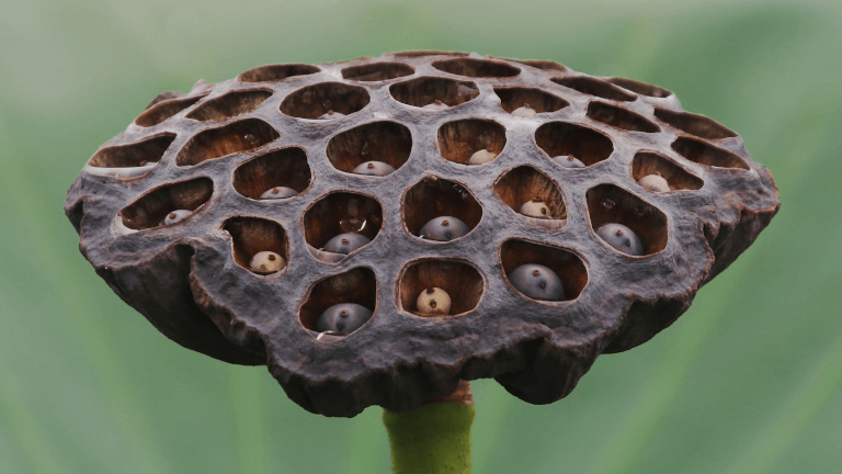 蓮の花托