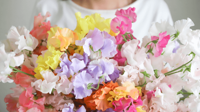 スイートピーの花束